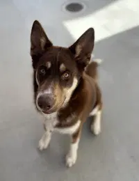 Lobo - Siberian Husky