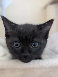Rosie - Domestic Medium Hair