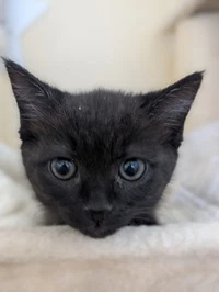 Rosie