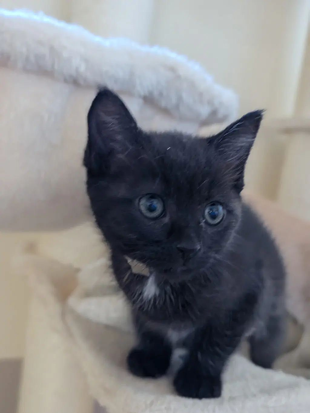Rosie image 3