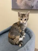Celine - Domestic Short Hair