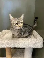 Peach - Domestic Short Hair
