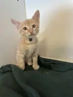 Bagel - Domestic Short Hair