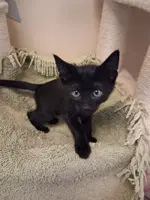 Bear - Domestic Short Hair