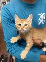 Croissant - Domestic Short Hair