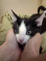 Eagle - Domestic Short Hair