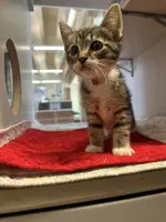 Jet - Domestic Medium Hair