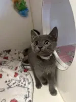 Muffin - Domestic Medium Hair