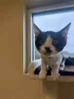 Niners - Domestic Short Hair