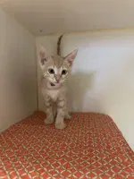 Paprika - Domestic Short Hair