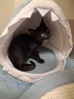 Patriot - Domestic Short Hair