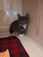 Raider - Domestic Medium Hair