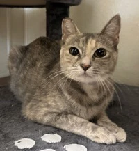 Skitty