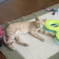 Luna - Domestic Short Hair