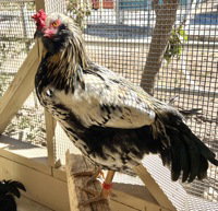 Jack, a poultry for adoption from The SPCA for Monterey County