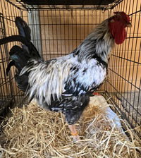 Dr. Pepper, a poultry for adoption from The SPCA for Monterey County