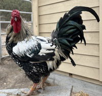Dr. Pepper, Chicken