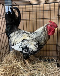 Mr. Pibb, a poultry for adoption from The SPCA for Monterey County