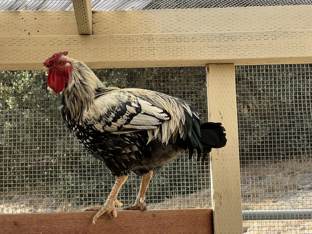 Mr. Pibb, photo 2