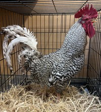 Sprite, a poultry for adoption from The SPCA for Monterey County