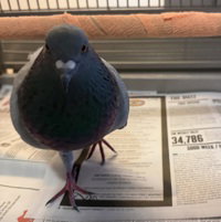 Randy, a poultry for adoption from The SPCA for Monterey County