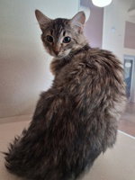 Keanu Reese'S, Domestic Medium Hair