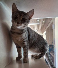 Leonardo Decaffeinated, Domestic Short Hair
