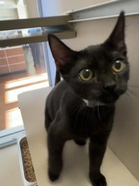 Tom Holland, Domestic Short Hair