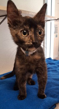 Zendaya, Domestic Short Hair