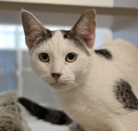 Ricotta, Domestic Short Hair