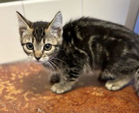 Mabel, Domestic Short Hair
