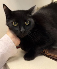 Little Hims (thomas), Domestic Short Hair
