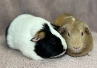 Butternut, a guinea pig for adoption from The SPCA for Monterey County