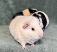 Kooki, a guinea pig for adoption from The SPCA for Monterey County