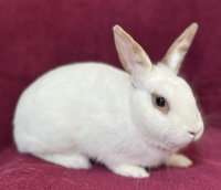 Lois, a rabbit for adoption from The SPCA for Monterey County