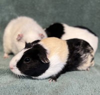 Mooki, a guinea pig for adoption from The SPCA for Monterey County