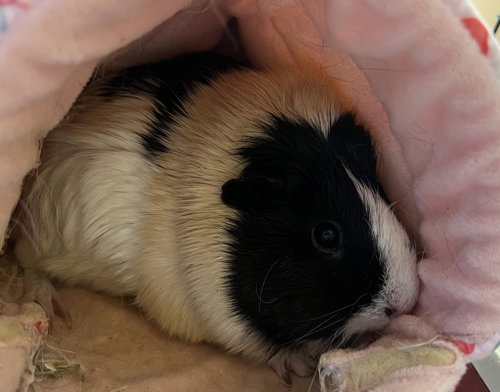 Photo 3 of Mooki