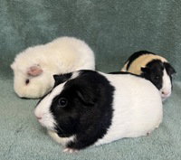 Spooky, a guinea pig for adoption from The SPCA for Monterey County