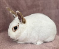 Bernadette, a rabbit for adoption from The SPCA for Monterey County