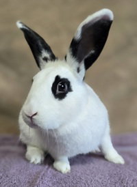 Calista, a rabbit for adoption from The SPCA for Monterey County