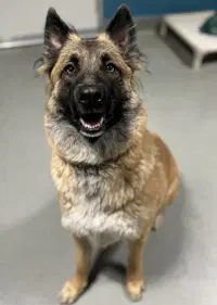 Heidi - Belgian Shepherd Dog Sheepdog