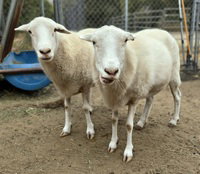 Gavot, a sheep for adoption from The SPCA for Monterey County
