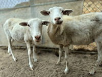 Petey, a sheep for adoption from The SPCA for Monterey County