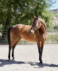 Rupert, a horse for adoption from The SPCA for Monterey County