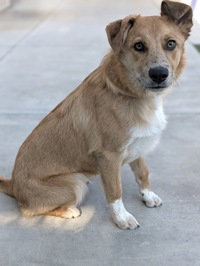 Cosmo, a dog for adoption from The SPCA for Monterey County