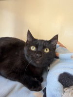 Smally, a cat for adoption from The SPCA for Monterey County