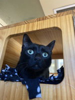 Wasim, a cat for adoption from The SPCA for Monterey County