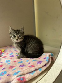 April, a cat for adoption from The SPCA for Monterey County