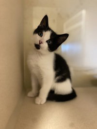 August, a cat for adoption from The SPCA for Monterey County