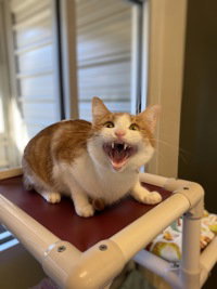 Bebe, a cat for adoption from The SPCA for Monterey County